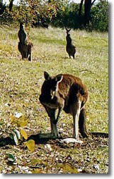 Country Cottages - Accommodation Fremantle 5