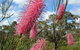 Wongan Hills Caravan Park - thumb 0