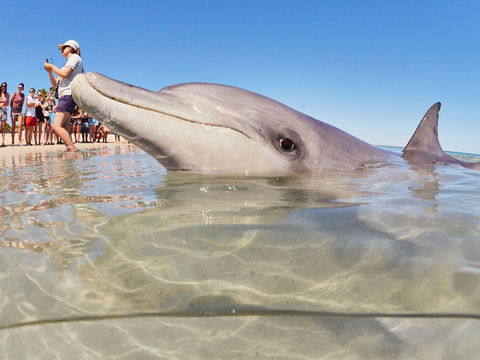 RAC Monkey Mia Dolphin Resort - Accommodation Fremantle 2