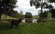 Gracefield Cottage - thumb 4