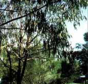 Mallacootas Shady Gully Caravan Park - Accommodation Fremantle