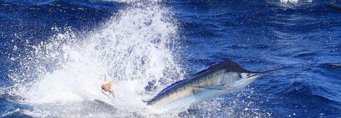 True Blue Fishing Charters - Accommodation Fremantle 6
