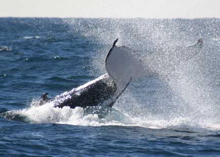 Whale Watching Sydney - Accommodation Fremantle 0
