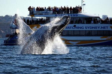 Whale Watching Sydney - Accommodation Fremantle 1