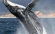 Whale Watching Sydney - thumb 2