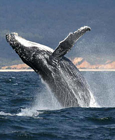 Whale Watching Sydney - Accommodation Fremantle 2
