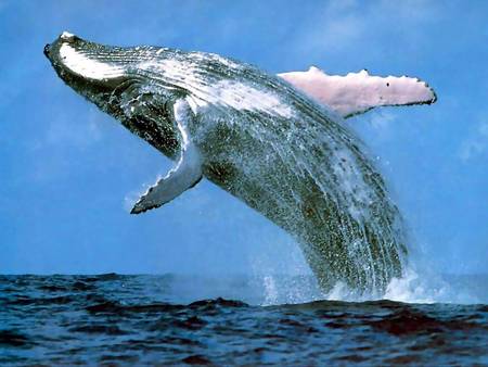 Whale Watching Sydney - Accommodation Fremantle 3