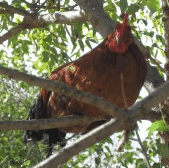Perth City Farm Organic Markets - Accommodation Fremantle 3