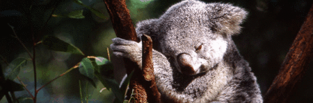 Koala And River Cruise By Mirimar Cruises - Accommodation Fremantle 0