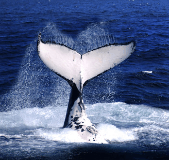 Brisbane Whale Watching - Accommodation Fremantle 0