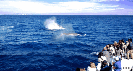 Brisbane Whale Watching - Accommodation Fremantle 1