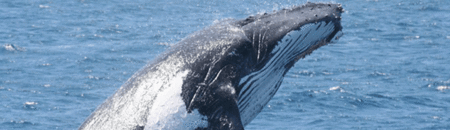 Brisbane Whale Watching - Accommodation Fremantle 2