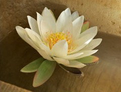 St Georges Natural Health Therapies - Accommodation Fremantle 3