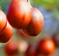 Tropical Fruit World - Accommodation Fremantle