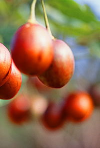 Tropical Fruit World - Accommodation Fremantle 0