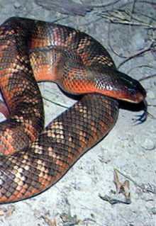 Armadale Reptile & Wildlife Centre - Accommodation Fremantle 0