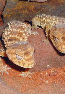 Armadale Reptile & Wildlife Centre - Accommodation Fremantle 1