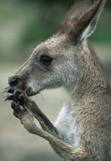 Armadale Reptile & Wildlife Centre - Accommodation Fremantle 2