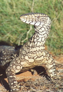 Armadale Reptile & Wildlife Centre - Accommodation Fremantle 3