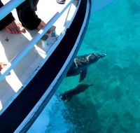 Pelican Charters - Accommodation Fremantle