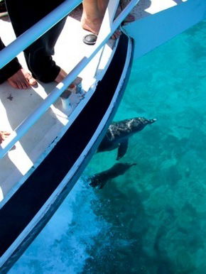 Pelican Charters - Accommodation Fremantle 0