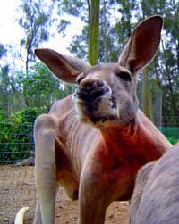 Birdland Animal Park - Accommodation Fremantle 3