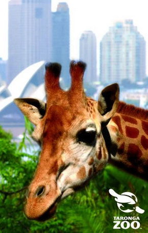 Taronga Zoo - Accommodation Fremantle 3