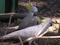 Wirrimbirra Sanctuary - Accommodation Fremantle 1