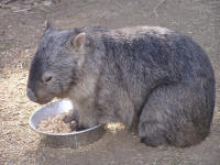 Wirrimbirra Sanctuary - Accommodation Fremantle 2