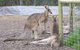 Jirrahlinga Koala & Wildlife Sanctuary - thumb 0