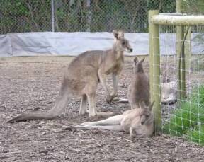 Jirrahlinga Koala & Wildlife Sanctuary - Accommodation Fremantle 0