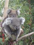 Jirrahlinga Koala & Wildlife Sanctuary - Accommodation Fremantle 1