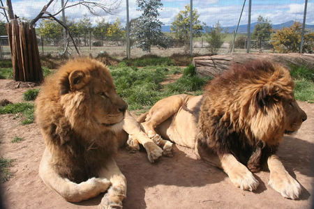Mansfield Zoo - Accommodation Fremantle 0