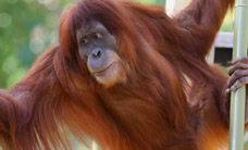 Melbourne Zoo - Accommodation Fremantle 1