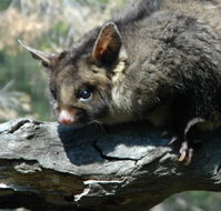 Moonlit Sanctuary Wildlife Conservation Park - Accommodation Fremantle