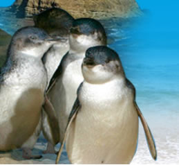 Phillip Island Penguin Parade - Accommodation Fremantle 0