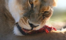 Werribee Open Range Zoo - Accommodation Fremantle 2