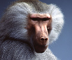 Alma Park Zoo - Accommodation Fremantle 1