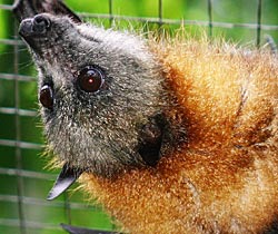 Alma Park Zoo - Accommodation Fremantle 2