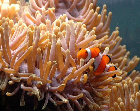 Reef HQ Great Barrier Reef Aquarium - Accommodation Fremantle 0