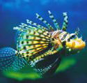 Underwater World - Accommodation Fremantle