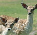 Marapana Wildlife Park - Accommodation Fremantle