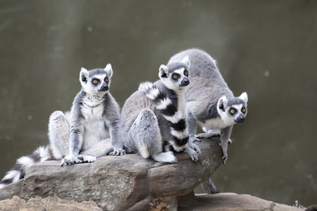Adelaide Zoo - Accommodation Fremantle 0