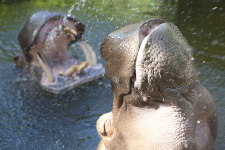 Adelaide Zoo - Accommodation Fremantle 2