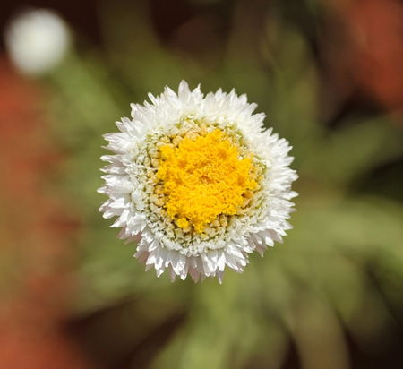 Alice Springs Desert Park - Accommodation Fremantle 1