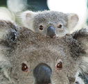 Billabong Koala and Wildlife Park - Accommodation Fremantle