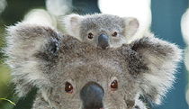 Billabong Koala And Wildlife Park - Accommodation Fremantle 0
