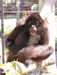 Billabong Koala And Wildlife Park - Accommodation Fremantle 1