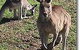 OZe Wildlife - thumb 1