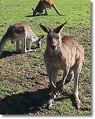 OZe Wildlife - Accommodation Fremantle 1